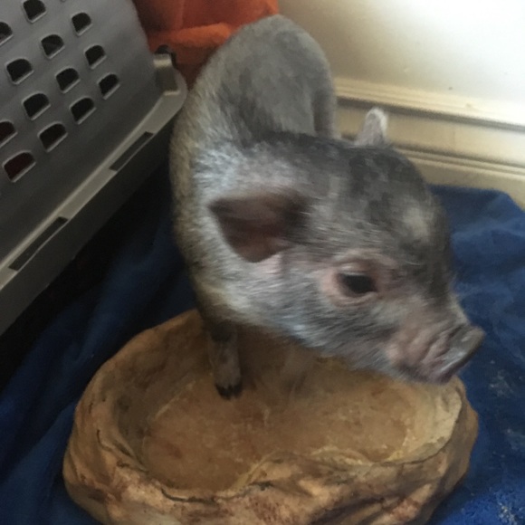 Meet your Posher, Dustin - Picture 1 of 1